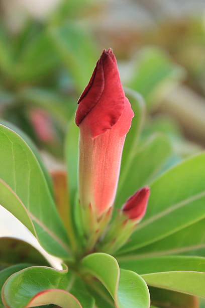 Adenium obesum plants in the tropics