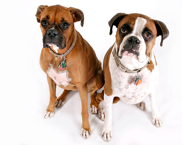 istock Two cute dogs on white background boxers 474807116