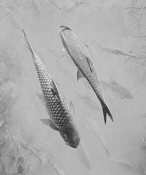 preto e branco neolissochilus - neolissochilus stracheyi imagens e fotografias de stock