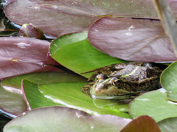 rã no lago - frog water lily pond sunlight imagens e fotografias de stock