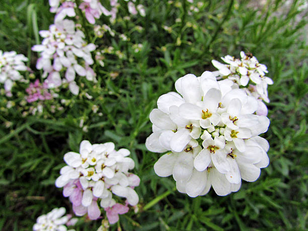 iberis sempervirens - evergreen candytuft ストックフォトと画像