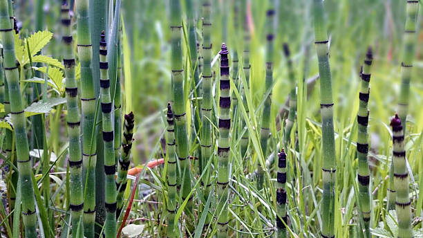Equisetum hyemale sprouts Bunch of Equisetum hyemale sprouts, also known as a rough horsetail, scouring rush, scouringrush horsetail or zen plant horsetail bamboo stock pictures, royalty-free photos & images