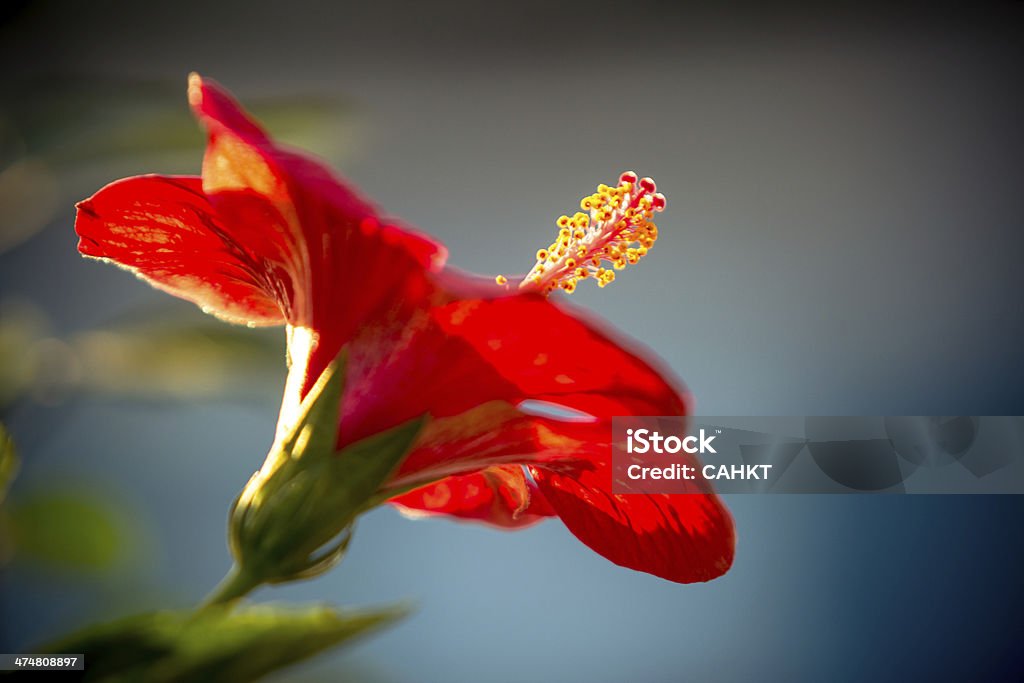 O Red lily - Foto de stock de Beleza royalty-free