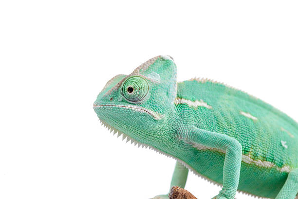 Chameleon on white Chameleon portrait on white background. chameleon stock pictures, royalty-free photos & images