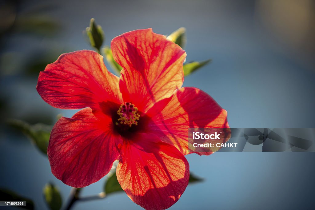 O Red lily - Foto de stock de Beleza royalty-free