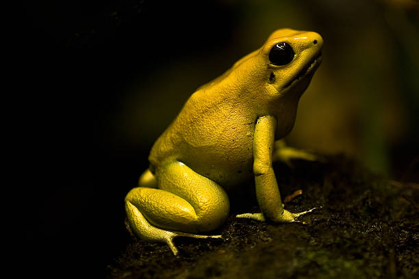Golden Poison Frog or the Golden Dart Frog Golden Poison Frog or the Golden Dart Frog poison arrow frog photos stock pictures, royalty-free photos & images
