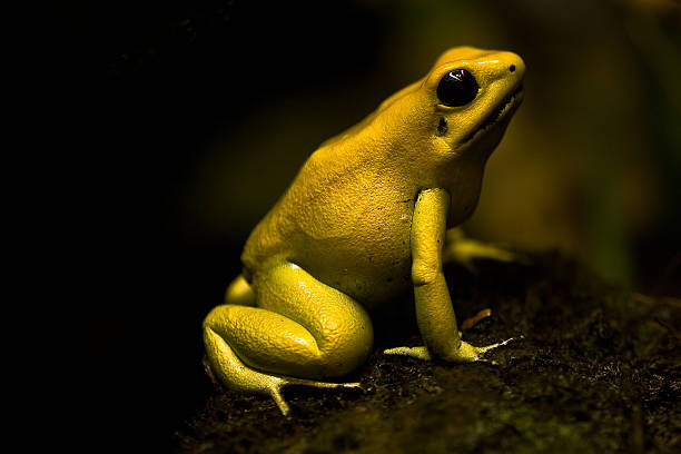 golden poison frog lub golden dart frog - golden frog zdjęcia i obrazy z banku zdjęć