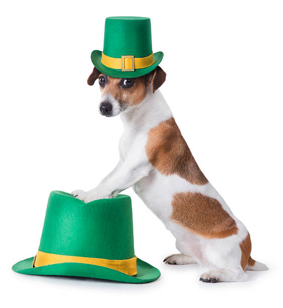 st. patrick's day de cachorro - st patricks day dog irish culture leprechaun fotografías e imágenes de stock