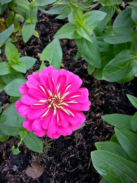 istock zinnia or zinnia violacea cav. 474816873