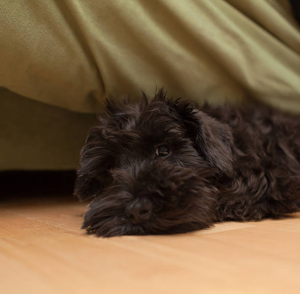 istock Black dog is laying on the floor 474817661