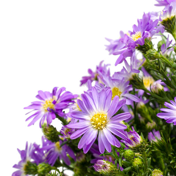 Bouquet of purple daisy, isolated on white background.