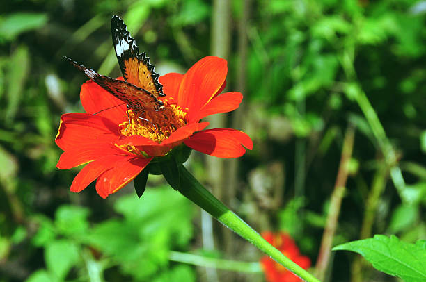 istock Butterfly in garden 474818597