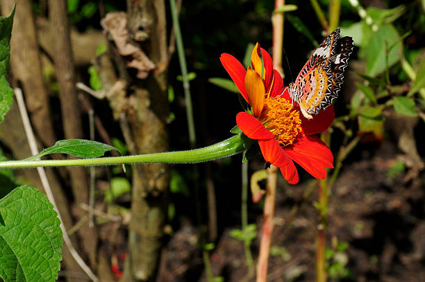 istock Butterfly in garden 474818987