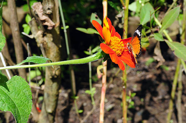 istock Butterfly in garden 474819717
