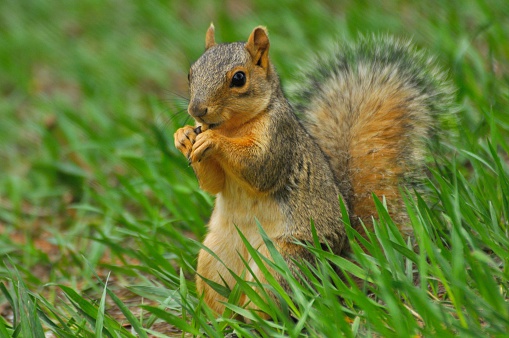Fox Squirrel Sitting up on grass and eating