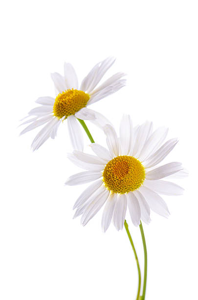 istock The beautiful daisy isolated on white 474825392