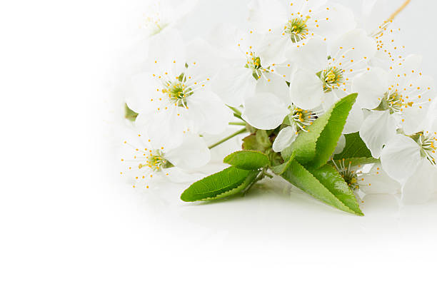 istock apricot blooming isolated on a white background 474830612