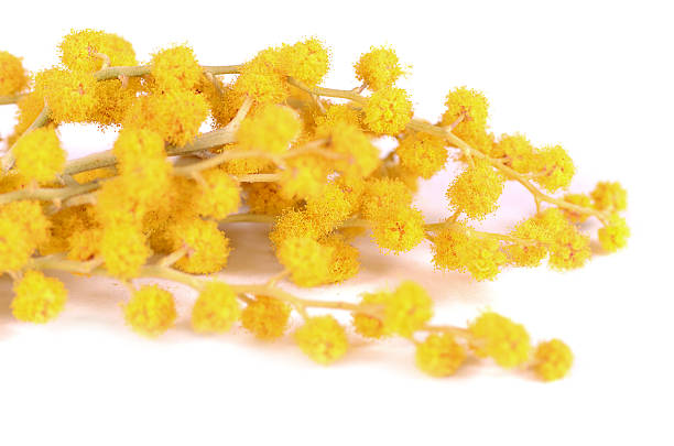 istock Yellow mimosa  isolated on white background 474831138