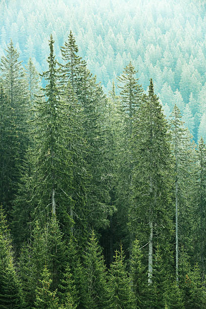istock Green coniferous forest with old spruce, fir and pine trees 474832164