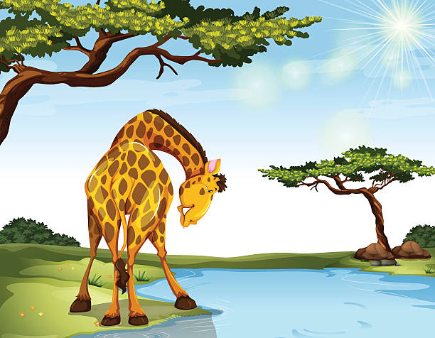 Giraffe Drinking Illustrations, Royalty-Free Vector Graphics & Clip Art - iStock Giraffe Drinking Illustrations, Royalty-Free Vector Graphics & Clip Art - iStock