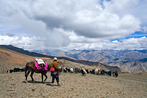 Dolpo, Nepal - September 5, 2011: Tibetan nomad with yaks walking across Shey La pass in the Nepal Himalaya