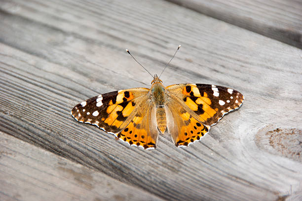 Painted Lady on Wood