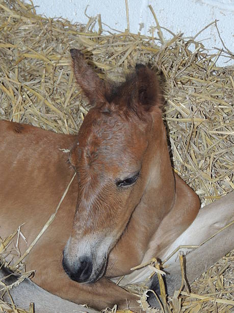 istock Newborn foal laying on straw in stable 474839757