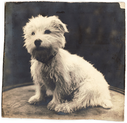 Old Photograph of Family Dog with photo dated to 1935. Name of dog was 'Dinah'.