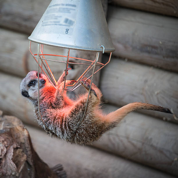 istock Meerkat hanging on heater 474840315