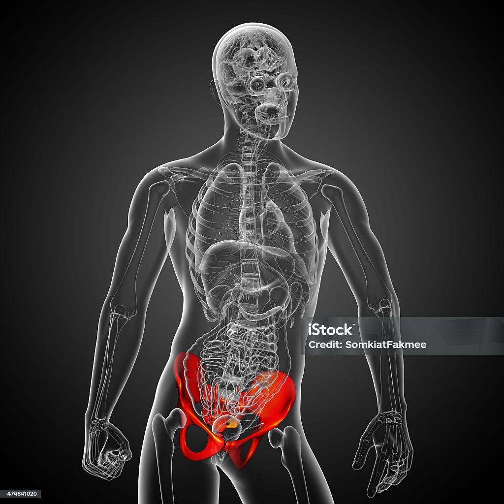 3D medical illustration of the pelvis bone 3D medical illustration of the pelvis bone - front view 2015 Stock Photo