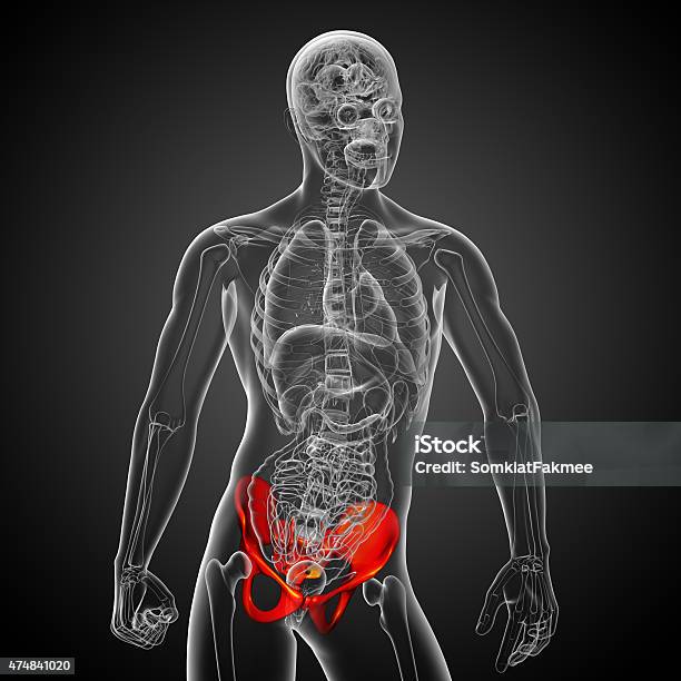 3d Medical Illustration Of The Pelvis Bone Stock Photo - Download Image Now - 2015, Anatomy, Cartilage