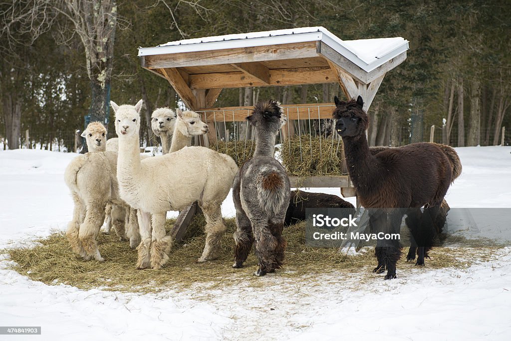 Alpacas eating hay Alpacas eating some hay during wintertime. Alpaca Stock Photo