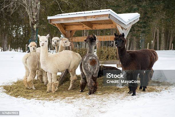 Alpacas Eating Hay Stock Photo - Download Image Now - Alpaca, Winter, Snow