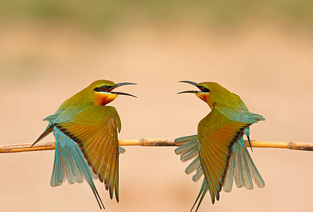 Birds Fashion Show