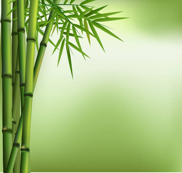 ilustrações de stock, clip art, desenhos animados e ícones de o verde bambu - bamboo bamboo shoot pattern backgrounds