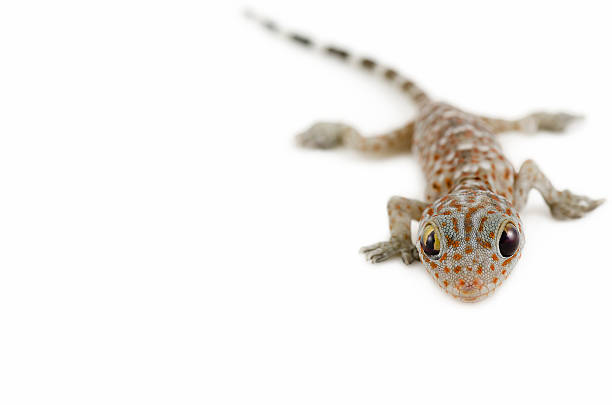 gecko on white background stock photo
