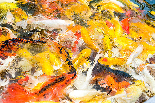 istock Koi fish in pond,colorful natural background 474846524