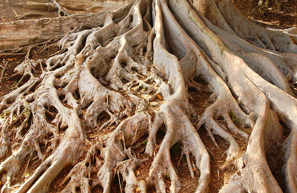 Figueira de Moreton Bay raízes no Balboa Park - foto de acervo