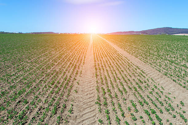 istock Sunrise over the field 474847282