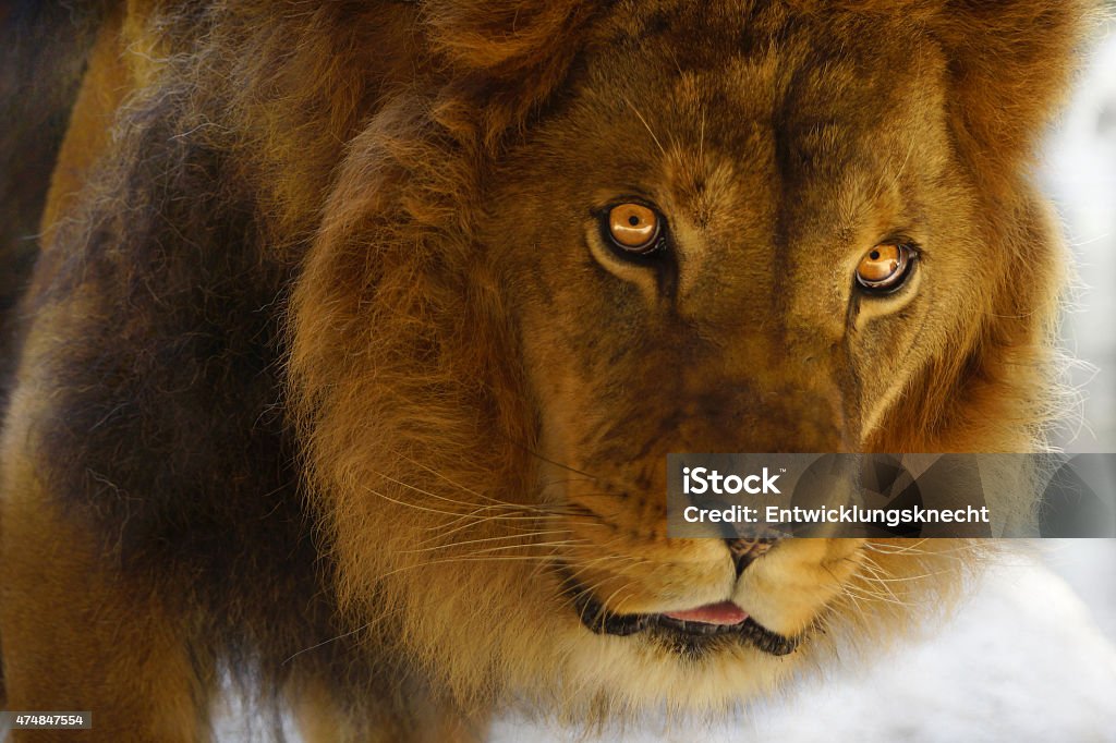 Lion with beautiful yellow eyes very close Beautiful lion in great resolution, the warm light is incredible great. The yellow eyes are wonderful. The picture was taken with a professional camera. 2015 Stock Photo