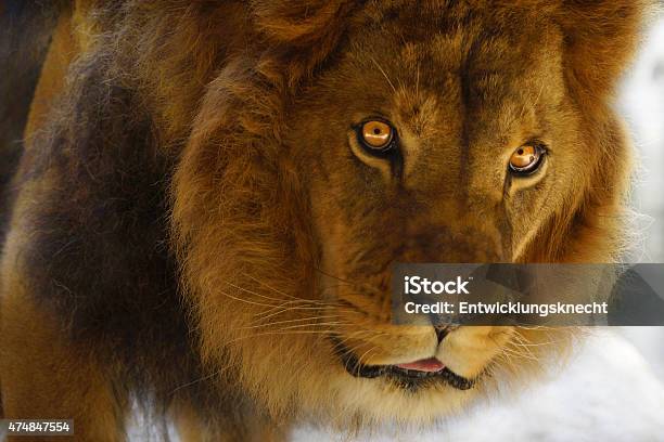 Lion With Beautiful Yellow Eyes Very Close Stock Photo - Download Image Now - 2015, Africa, Anger