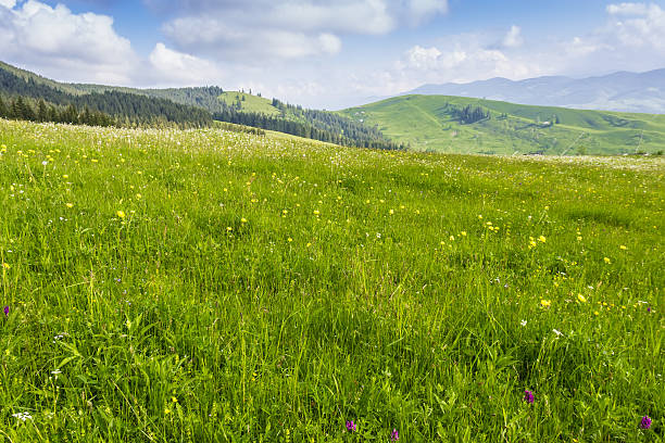istock Mountain pasture in the morning 474848138