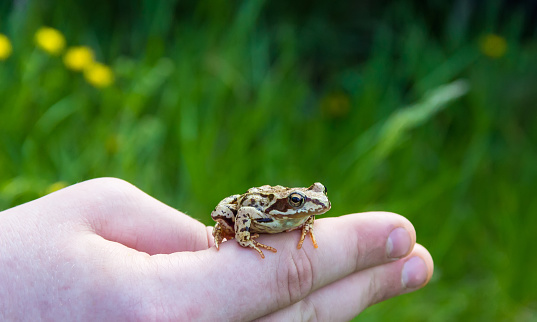 Small yellow and brown frog on a human hand on a green background
