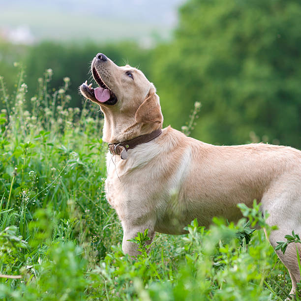 istock happy golder retriever lying on grass and playing 474848520