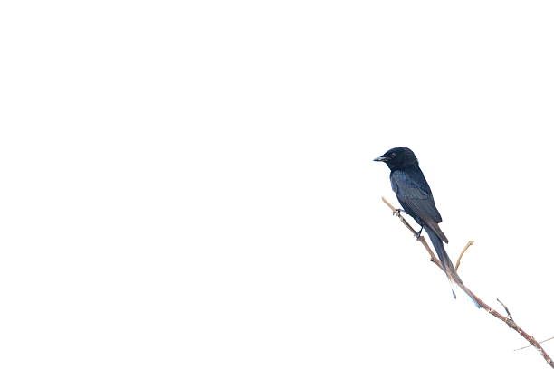 istock Black Drongo bird or Dicruridae 474848580