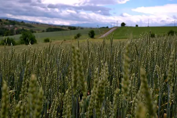 Photo of Wheat field