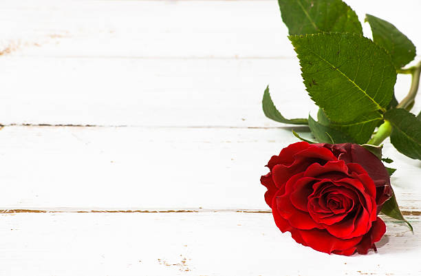 istock Red rose on white wooden planks background 474849554