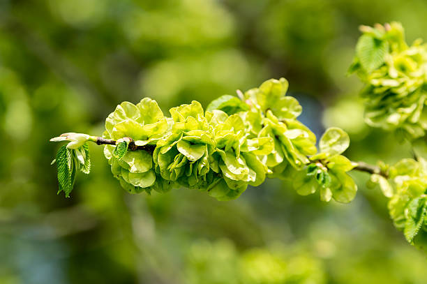 Wych elm or Scots elm (Ulmus glabra) Wych elm or Scots elm (Ulmus glabra). Here seen close up in early spring as it is showing lots of bright green seeds and a few fresh leaves are developing. wych elm stock pictures, royalty-free photos & images