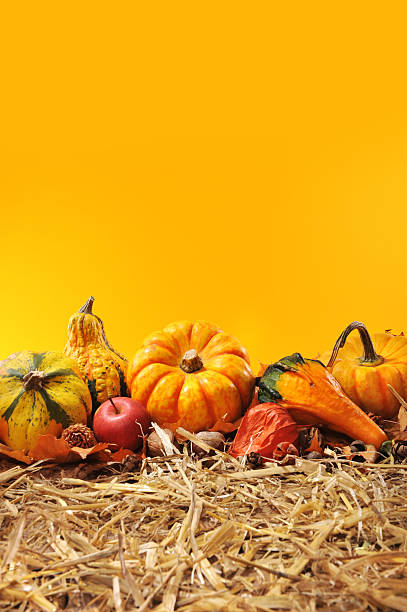 pumpkins Thanksgiving - many different pumpkins on straw in front of orange background with copyspace gourd photos stock pictures, royalty-free photos & images
