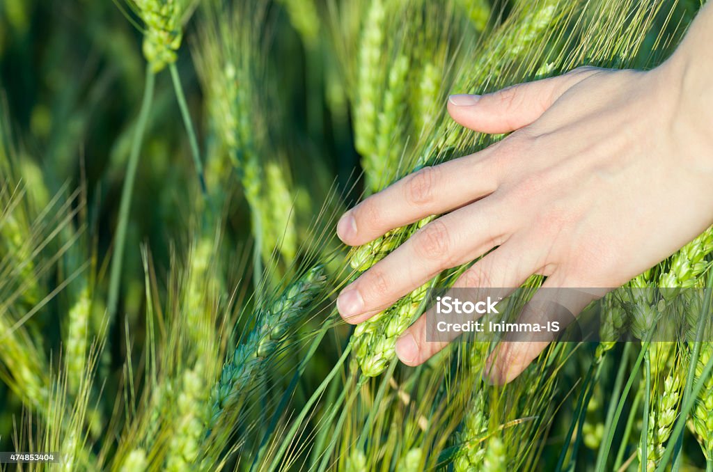 Woman Touching Wheat Ears Woman Hand Touching Green Unripe Wheat Ears Grass Stock Photo